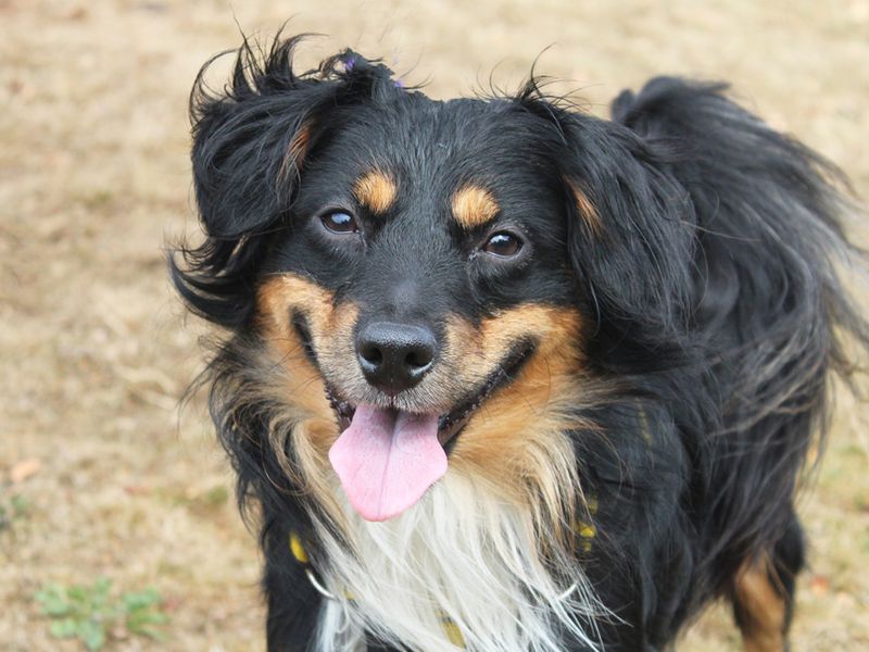 Tiago | Collie (Border) Cross | Merseyside (Liverpool) - 1