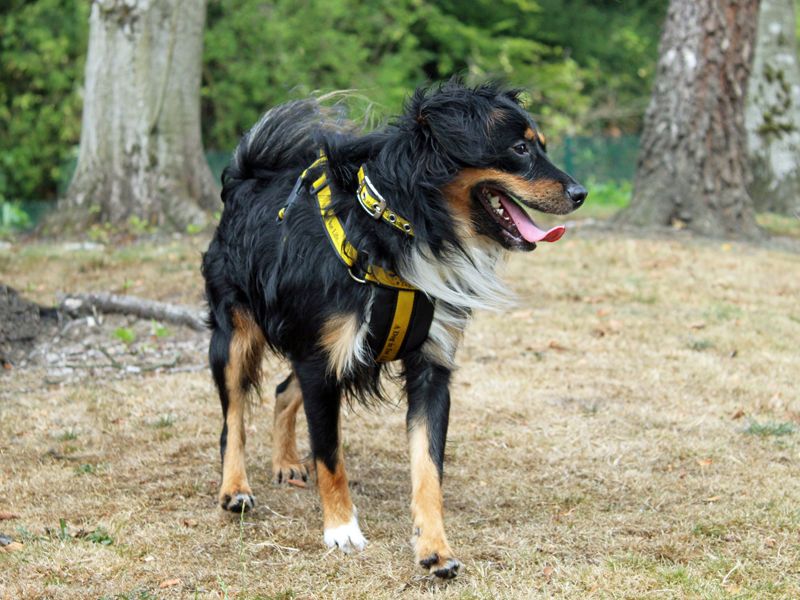 Border Collie for adoption in Liverpool, Merseyside – 1 year old - Image 3 of 3