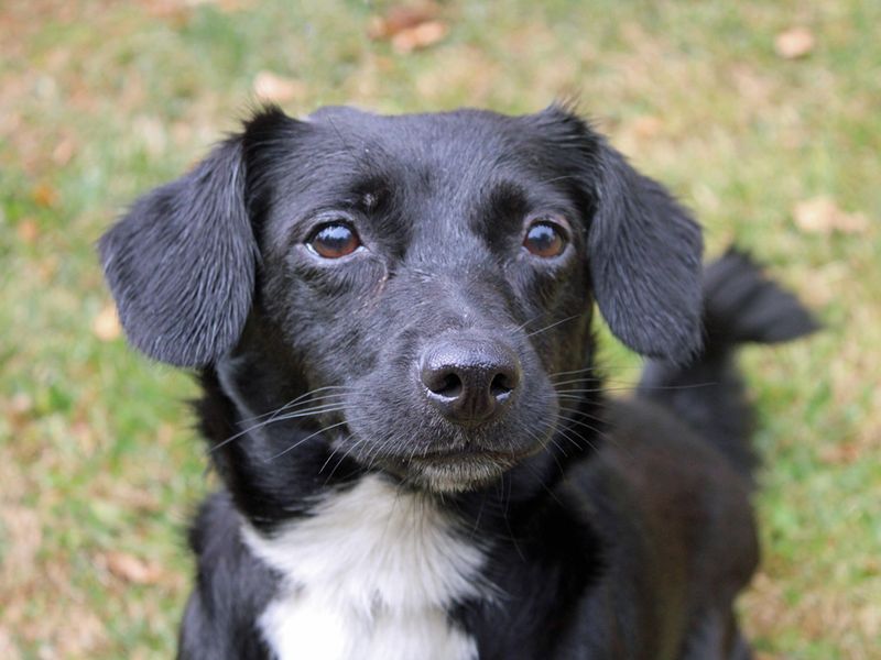 Tipps | Collie (Border) Cross | Merseyside (Liverpool) - 1