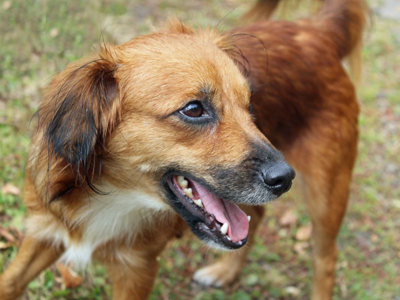 Cocker Spaniel for adoption in Liverpool, Merseyside – 2 years old