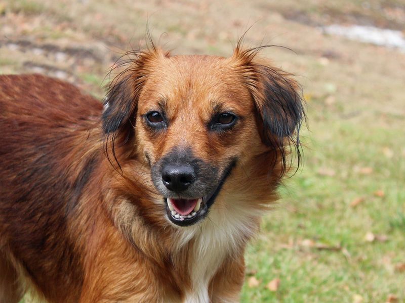 Border Collie for adoption in Liverpool, Merseyside – 2 years old - Image 2 of 3