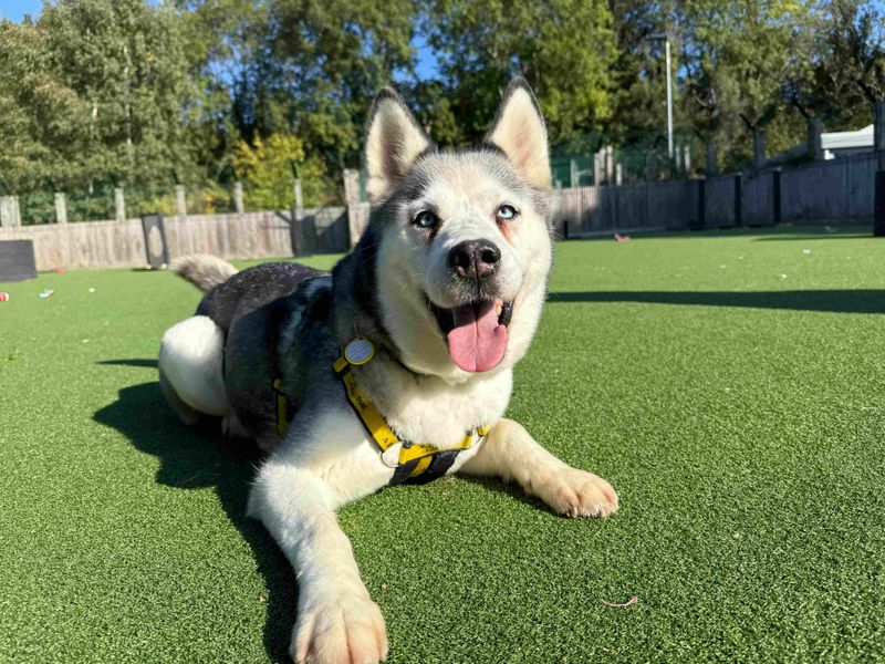 Siberian Husky for adoption in Glasgow, Scotland – 2 years old