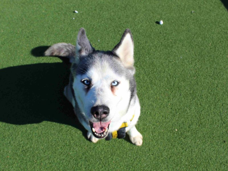 Siberian Husky for adoption in Glasgow, Scotland – 2 years old - Image 2 of 6