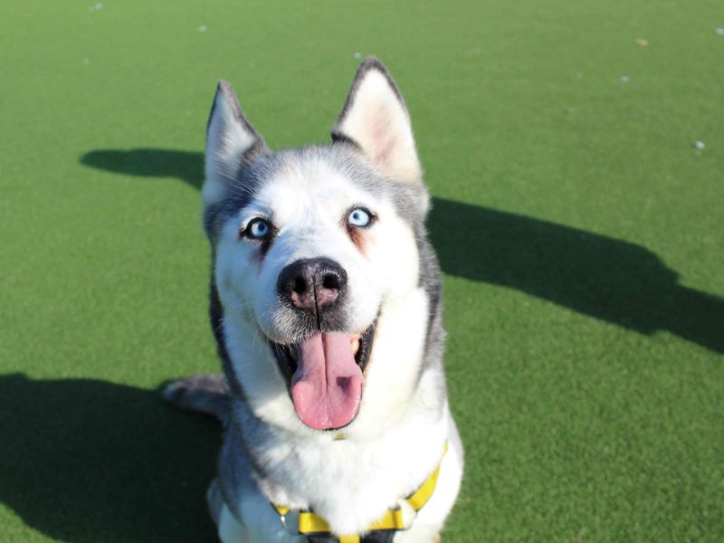 Siberian Husky for adoption in Glasgow, Scotland – 2 years old - Image 4 of 6