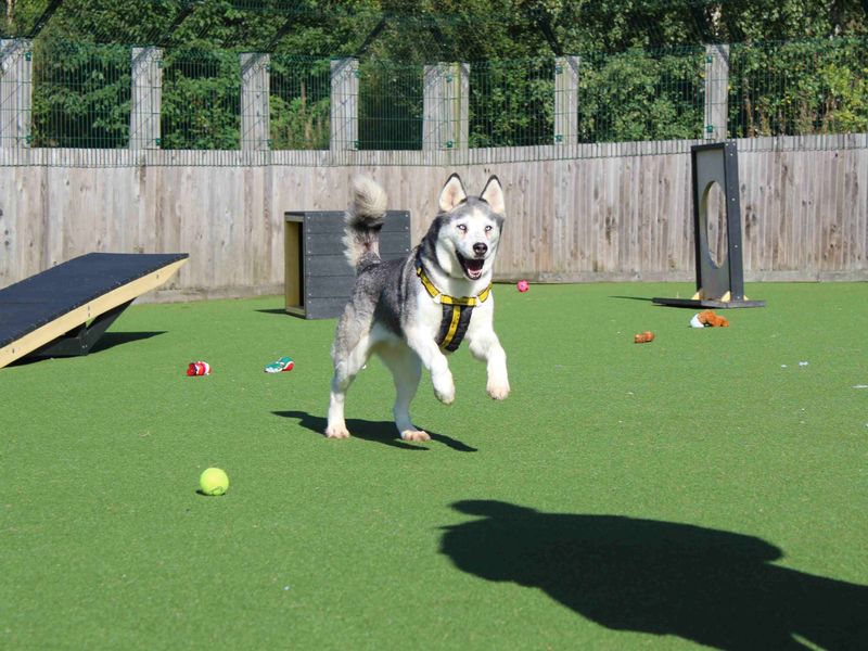 Siberian Husky for adoption in Glasgow, Scotland – 2 years old - Image 5 of 6