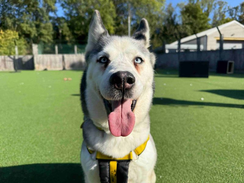 Siberian Husky for adoption in Glasgow, Scotland – 2 years old - Image 3 of 6