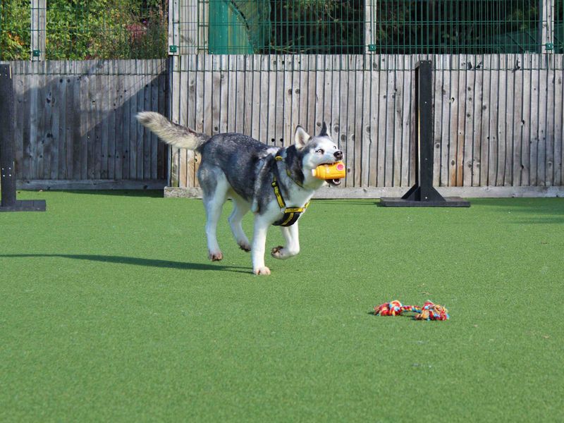Siberian Husky for adoption in Glasgow, Scotland – 2 years old - Image 6 of 6
