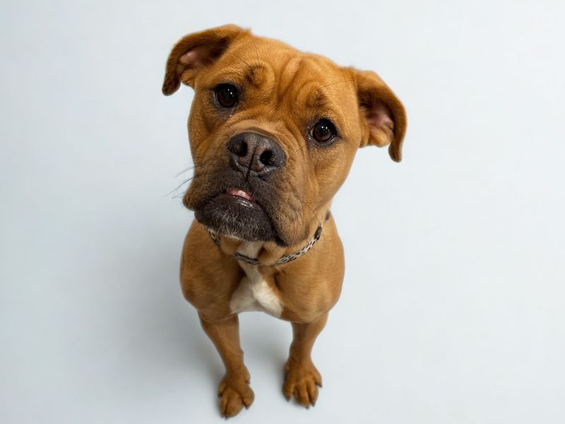 Grace | Alapaha Blue Blood Bulldog Cross | Newbury (Berkshire) - 1