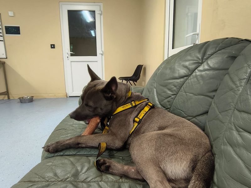 Staffordshire Bull Terrier for adoption in Chestfield, Kent – 1 year old - Image 2 of 2