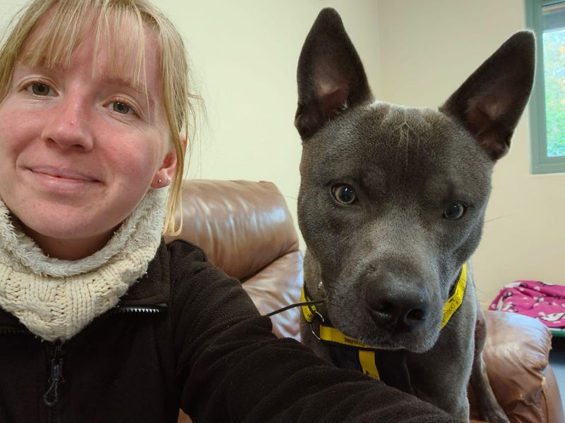 Staffordshire Bull Terrier for adoption in Chestfield, Kent – 1 year old