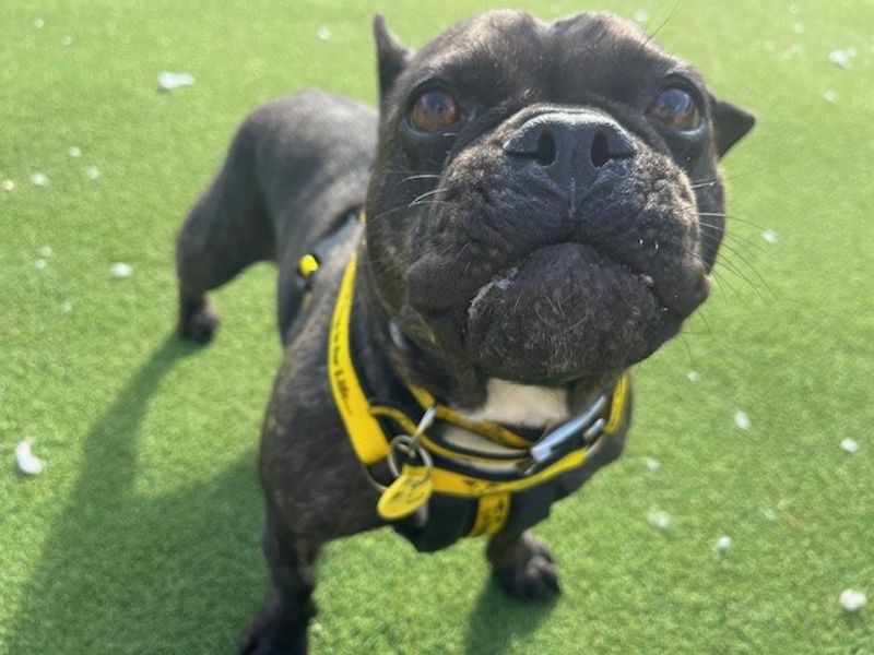 French Bulldog for adoption in Newton Tony, Wiltshire – 4 years old