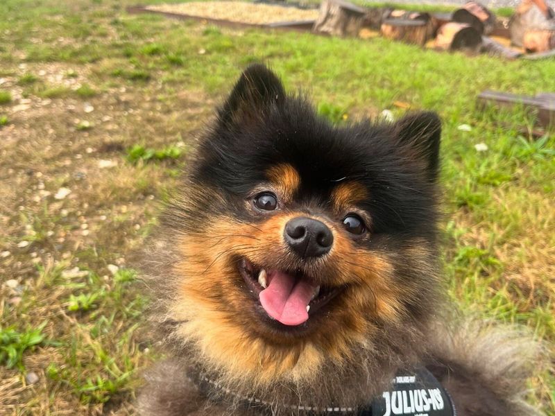 Pomeranian for adoption in Newton Tony, Wiltshire – 1 year old - Image 4 of 6