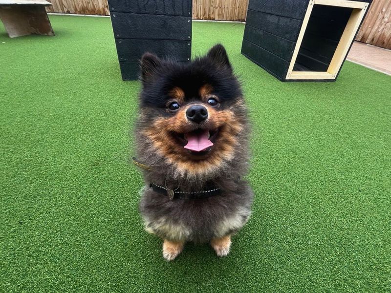 Pomeranian for adoption in Newton Tony, Wiltshire – 1 year old