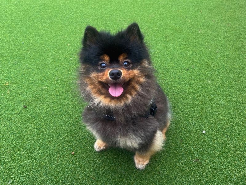 Pomeranian for adoption in Newton Tony, Wiltshire – 1 year old - Image 5 of 6