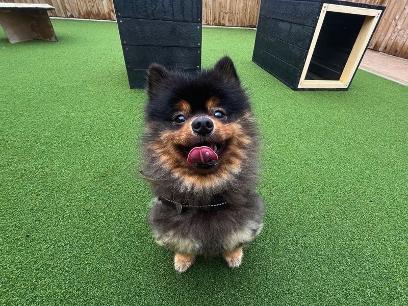 Pomeranian for adoption in Newton Tony, Wiltshire – 1 year old - Image 6 of 6