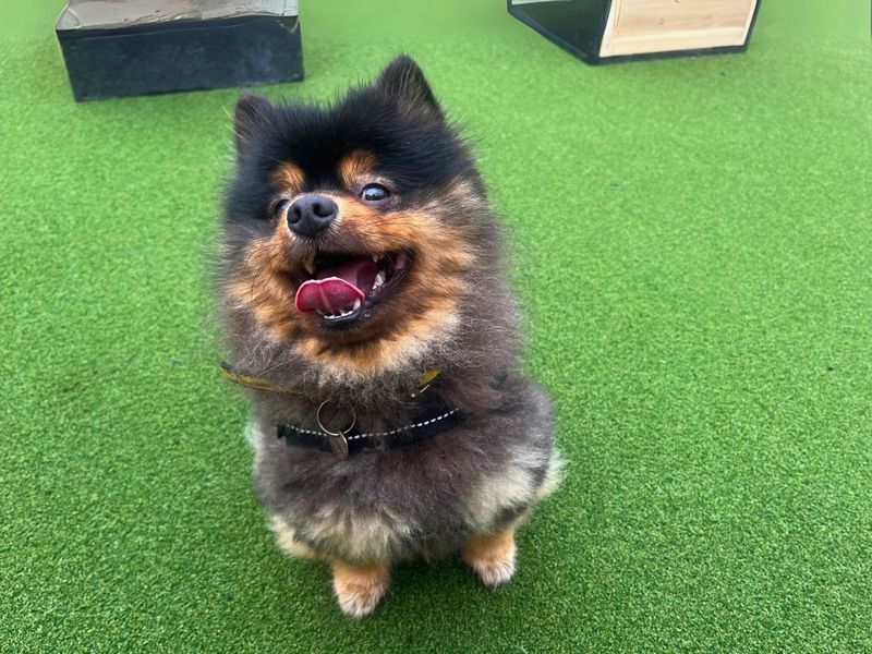 Pomeranian for adoption in Newton Tony, Wiltshire – 1 year old - Image 2 of 6