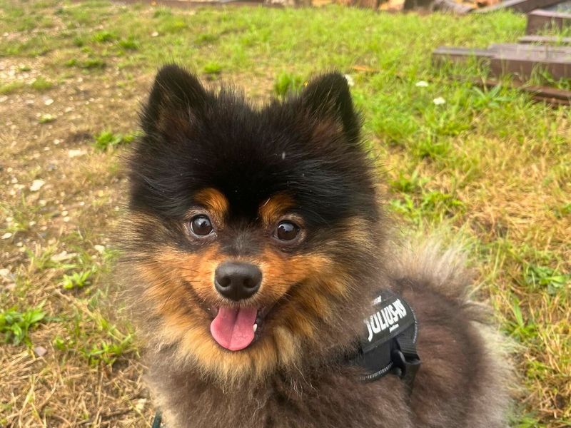 Pomeranian for adoption in Newton Tony, Wiltshire – 1 year old - Image 3 of 6