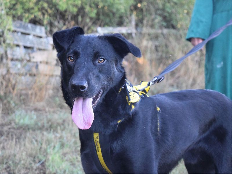 Buddy | Retriever (Labrador) Cross | Harefield West London - 1