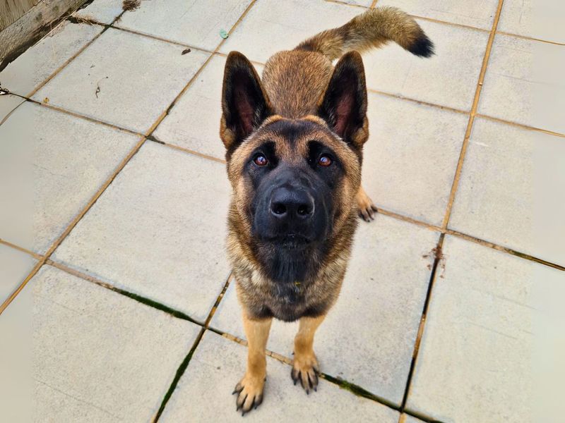 undefined | Akita Cross | undefined - 5