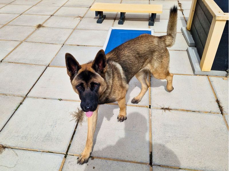 German Shepherd for adoption in Newton Tony, Wiltshire – 1 year old - Image 2 of 3
