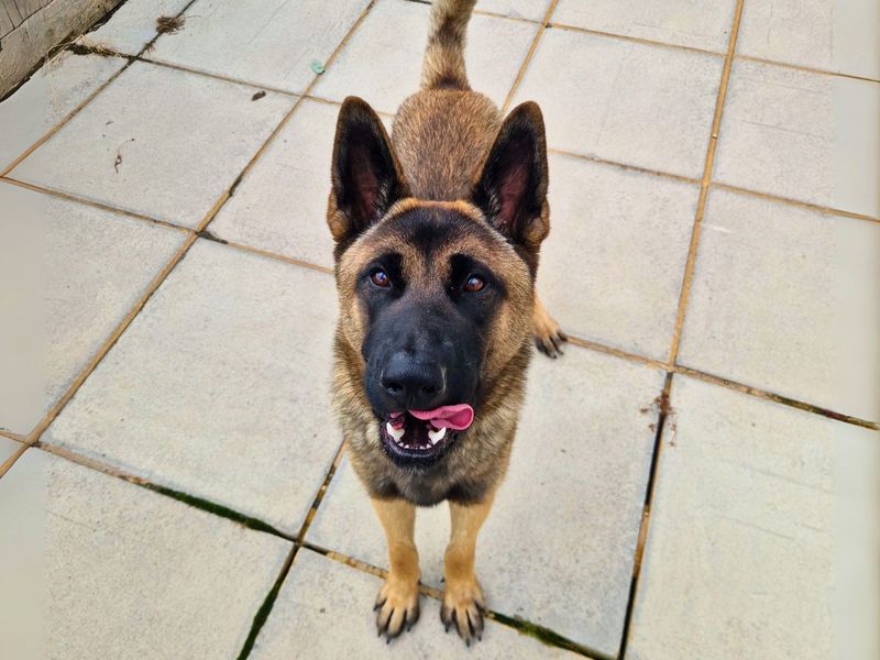 German Shepherd for adoption in Newton Tony, Wiltshire – 1 year old