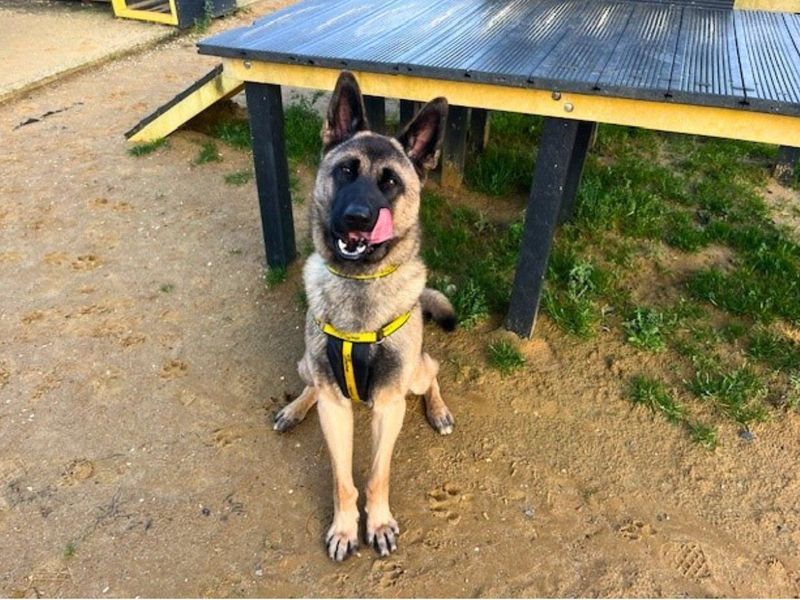 undefined | Akita Cross | undefined - 6
