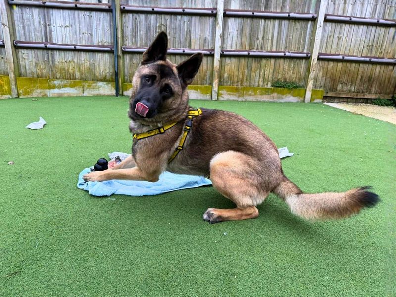 undefined | Akita Cross | undefined - 2