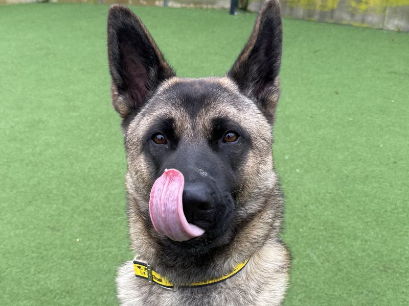 undefined | Akita Cross | undefined - 3