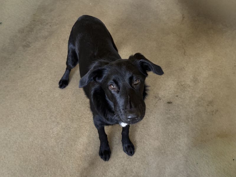 Raven | Collie (Border) Cross | Basildon (Essex) - 1