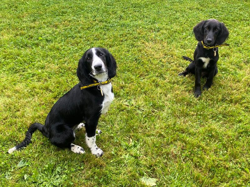 Thistle | Spaniel (Cocker) Cross | Cumbria - 1