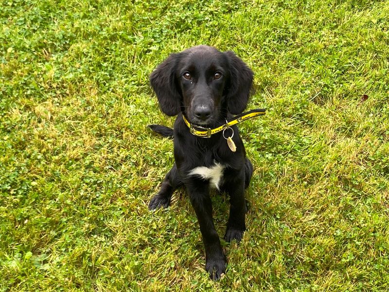 Bramble | Spaniel (Cocker) Cross | Cumbria - 1