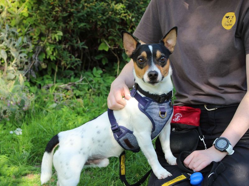 Jack Russell Terrier for adoption in Newbury, Berks – 2 years old - Image 2 of 4