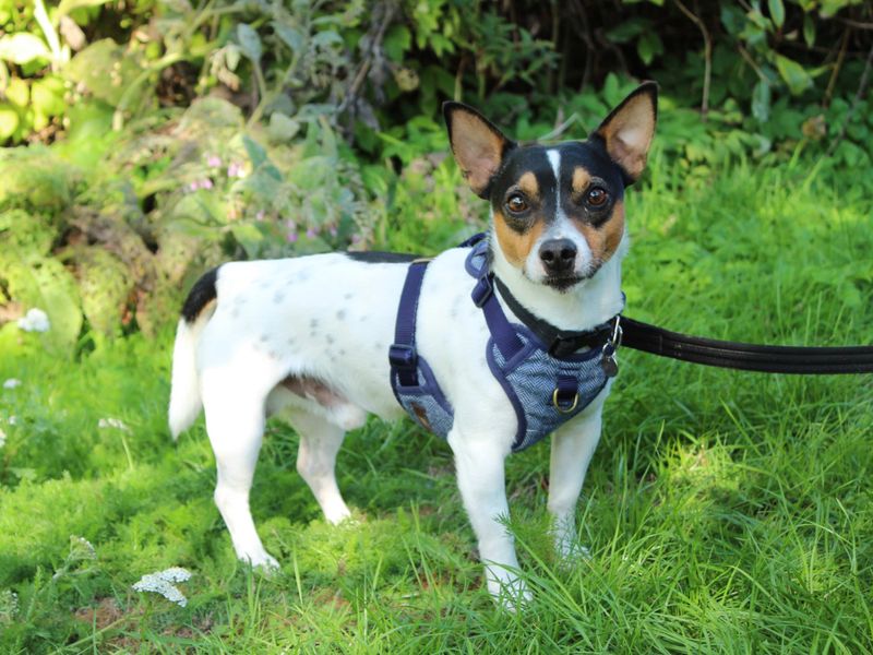 Jack Russell Terrier for adoption in Newbury, Berks – 2 years old - Image 4 of 4