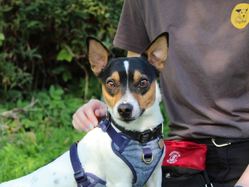 Jack Russell Terrier for adoption in Newbury, Berks – 2 years old - Image 3 of 4