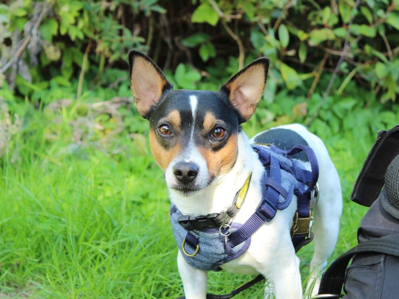 Jack Russell Terrier for adoption in Newbury, Berks – 2 years old