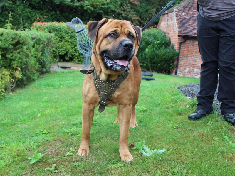 Rottweiler for adoption in Chestfield, Kent – 4 years old - Image 4 of 6