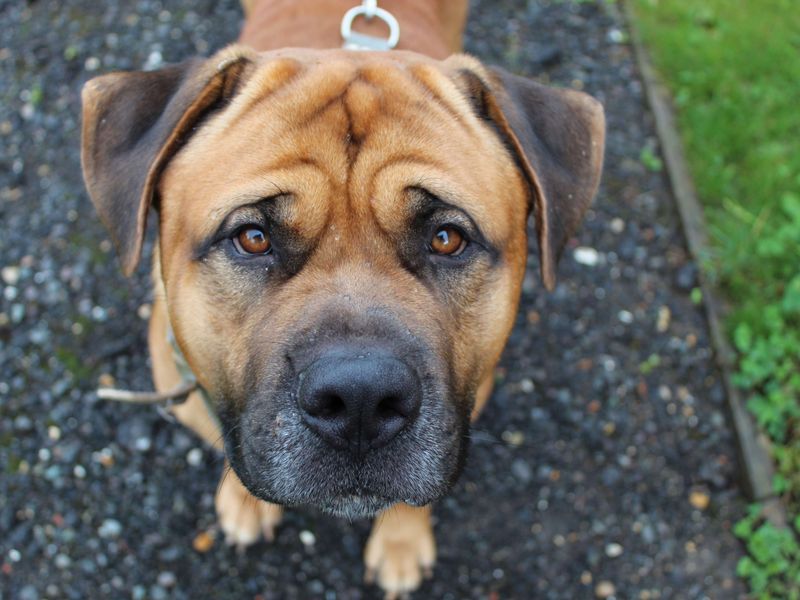 Rottweiler for adoption in Chestfield, Kent – 4 years old - Image 6 of 6