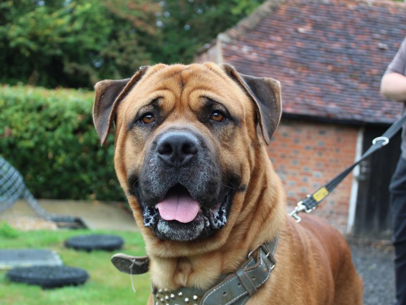 Rottweiler for adoption in Chestfield, Kent – 4 years old