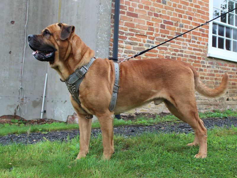 Rottweiler for adoption in Chestfield, Kent – 4 years old - Image 2 of 6