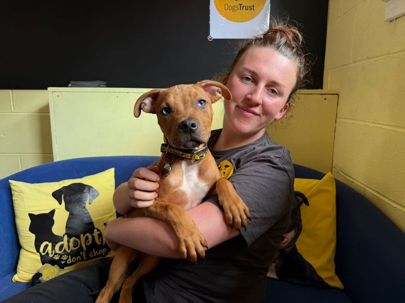 Scooby | Terrier (Staffordshire Bull) Cross | West Calder (Edinburgh) - 1