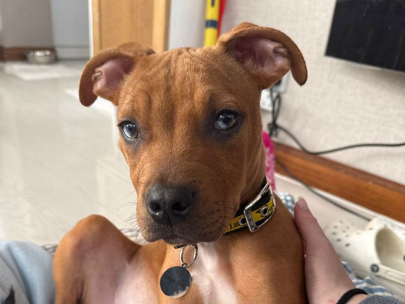 Staffordshire Bull Terrier for adoption in West Calder, West Lothian – 3 months old