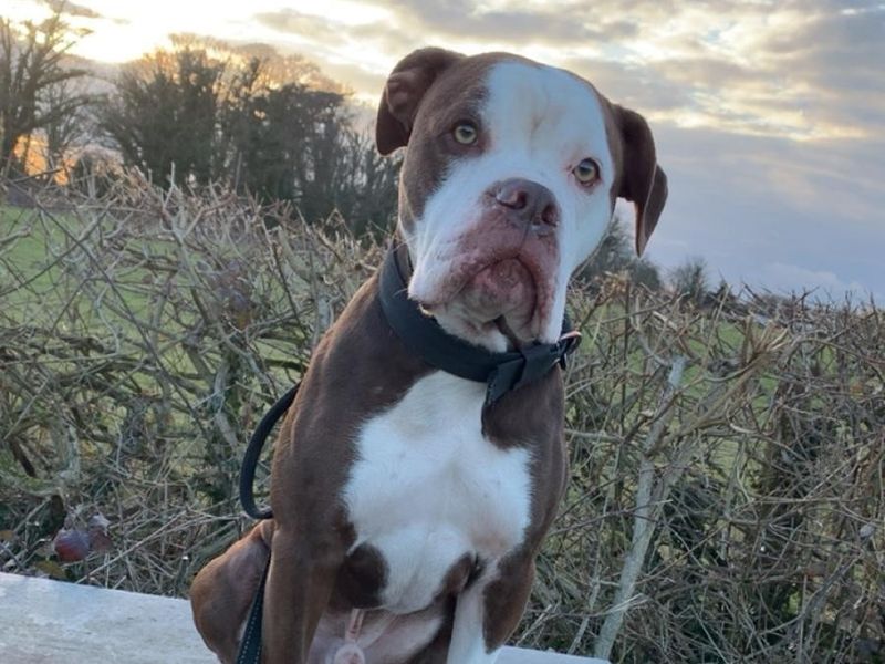 English Bulldog for adoption in Newton Tony, Wiltshire – 1 year old
