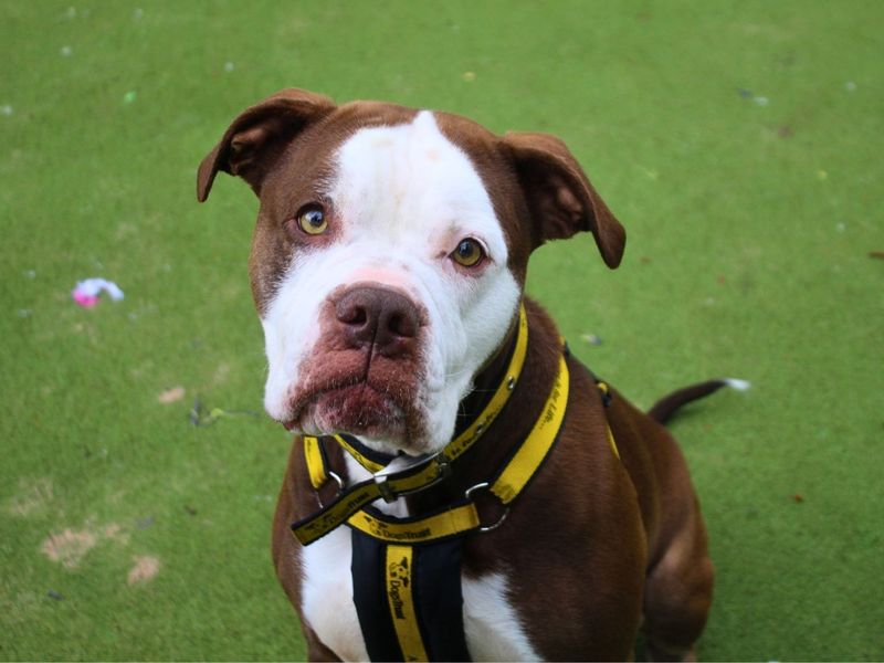 undefined | Bulldog | undefined - 4