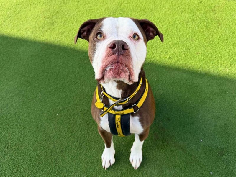 undefined | Bulldog | undefined - 11