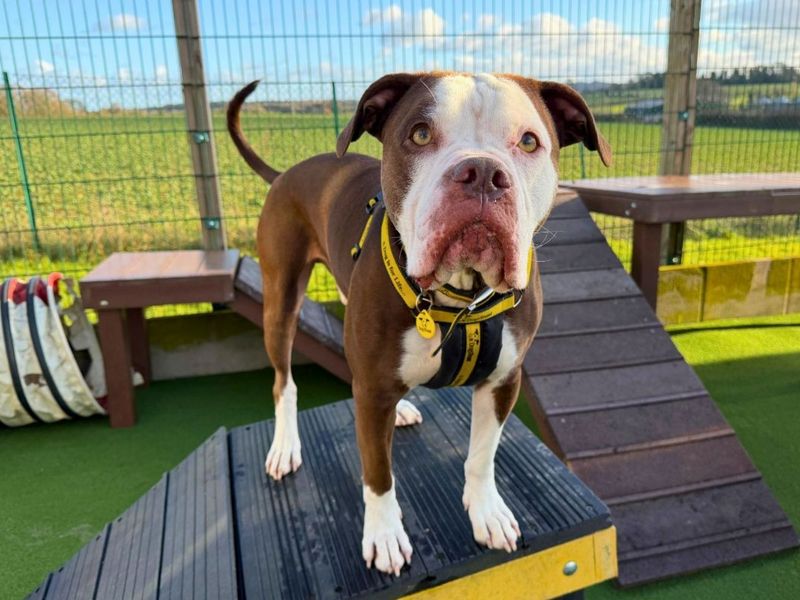 undefined | Bulldog | undefined - 10