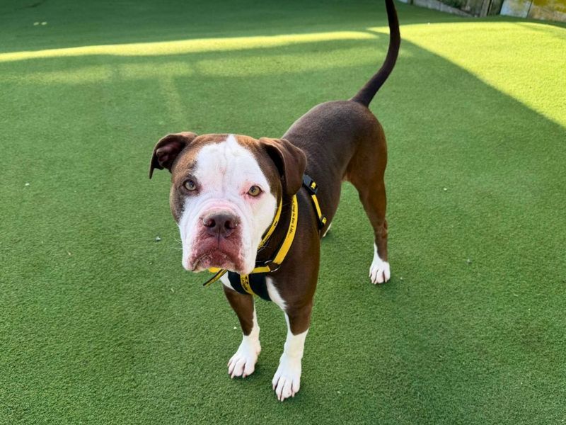 undefined | Bulldog | undefined - 1