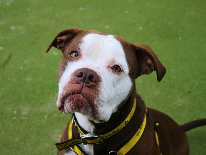 undefined | Bulldog | undefined - 7