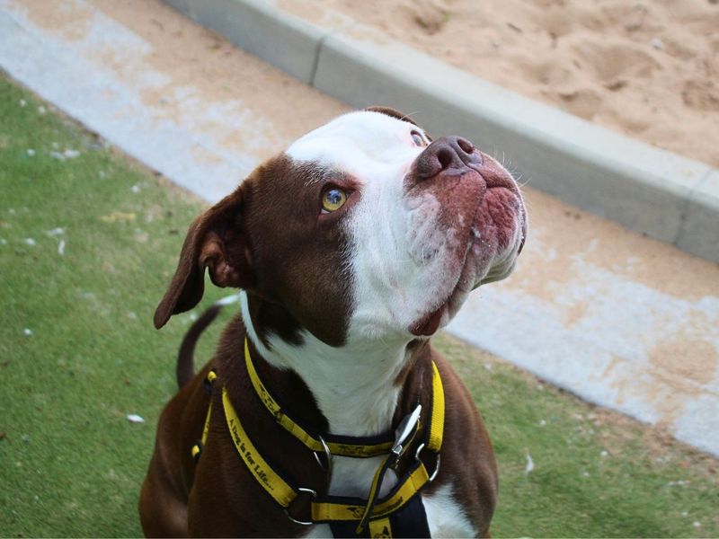 undefined | Bulldog | undefined - 8