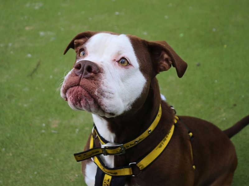 undefined | Bulldog | undefined - 2