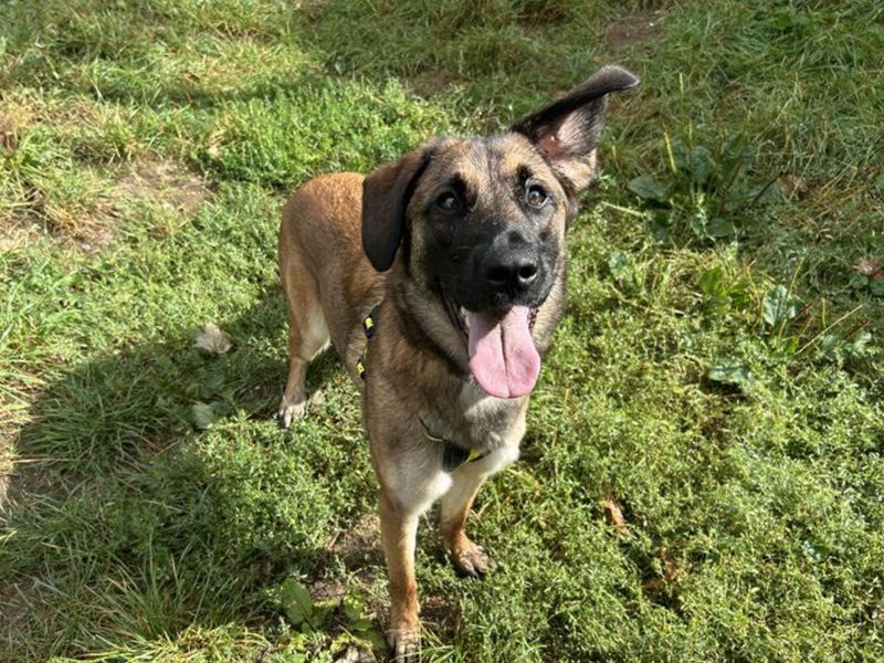 Violet | Belgian Shepherd Dog (Malinois) Cross | Snetterton (Norfolk) - 1